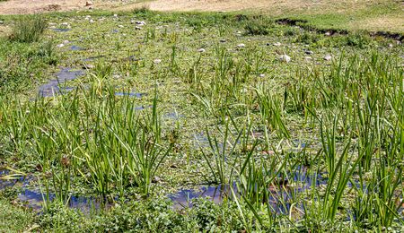 Wetland landscape in summer. Grassy boggy stream overgrown with grass.の写真素材