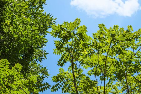 Green crowns of trees against the skyの写真素材