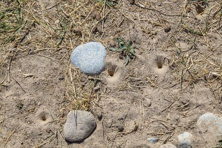 Lizard burrows in the ground outdoorsの写真素材