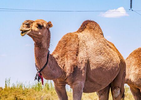 Camels in nature close-up against the skyの写真素材