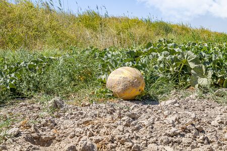 Melon grows in nature on a sunny day.の写真素材