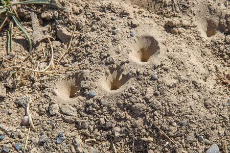 Lizard burrows in the ground outdoorsの写真素材