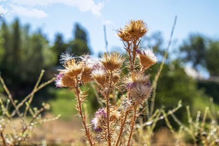 Thistle plant against the background of stones and skyの写真素材