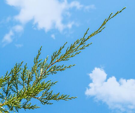 Thuja conifer branch on sky backgroundの写真素材
