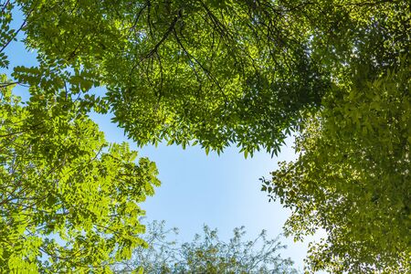 Green crowns of trees against the skyの写真素材