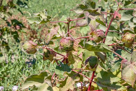 Cotton plant grows in natureの写真素材