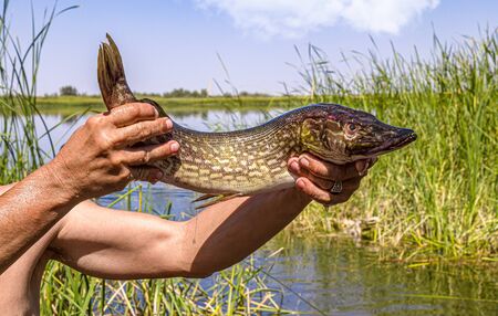 Caught fish pike in the hands of a fisherman close-upの写真素材