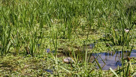 Wetland landscape in summer. Grassy boggy stream overgrown with grass.の写真素材