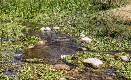 Wetland landscape in summer. Grassy boggy stream overgrown with grass.の写真素材