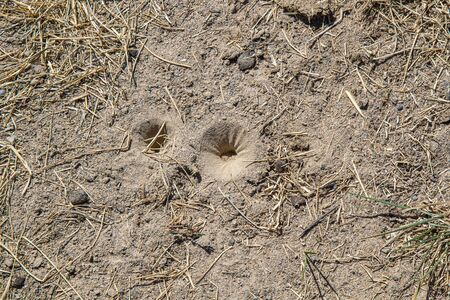 Lizard burrows in the ground outdoorsの写真素材