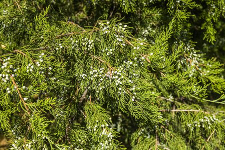 Thuja conifer branch as backgroundの写真素材