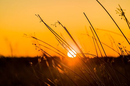 Dry cane reeds silhouette in the wind at sunset backgroundの写真素材