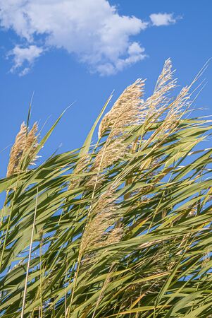 Dry cane reeds in the wind against the skyの写真素材