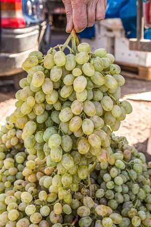 A bunch of ripe grapes in the handの写真素材