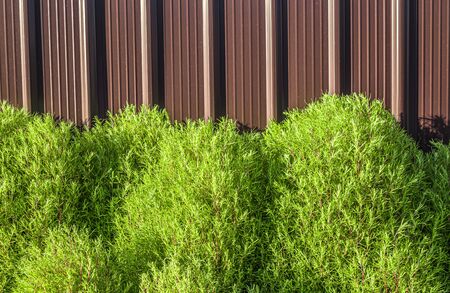 Green shaggy plant bush against the background of a metal fenceの写真素材