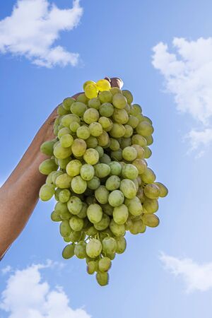 A bunch of ripe grapes in the handの写真素材