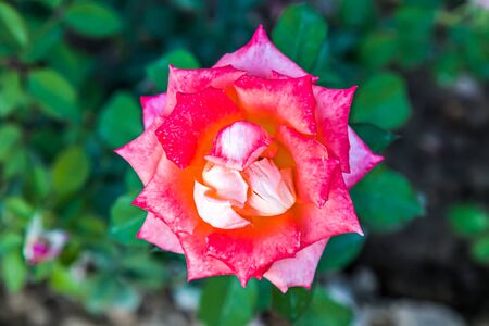 Rose flower in nature close-upの写真素材