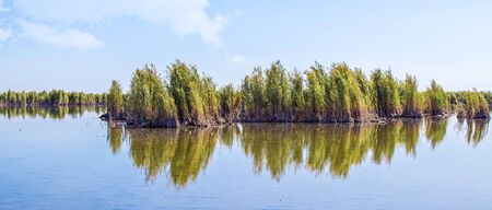 Reed in nature landscape close-upの写真素材