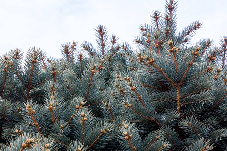 Coniferous branches as a background close-upの写真素材
