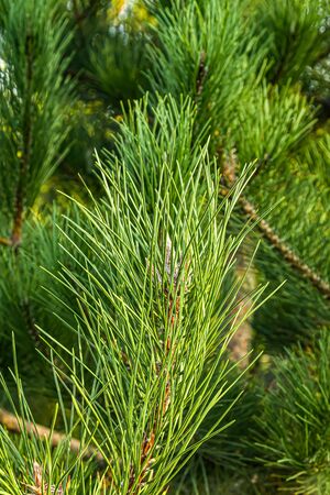 Coniferous branches as a background close-upの写真素材