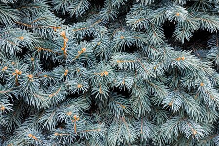Coniferous branches as a background close-upの写真素材