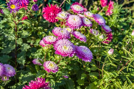 Bright aster flowers on the flowerbed as a background for design