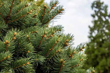 Coniferous branches as a background close-upの写真素材