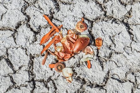 Vegetable peeling onions carrots on the groundの写真素材