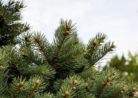 Coniferous branches as a background close-upの写真素材