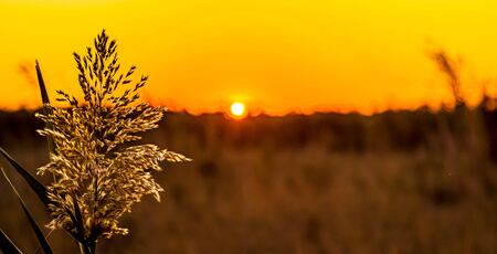 Dry cane reeds silhouette in the wind at sunset backgroundの写真素材