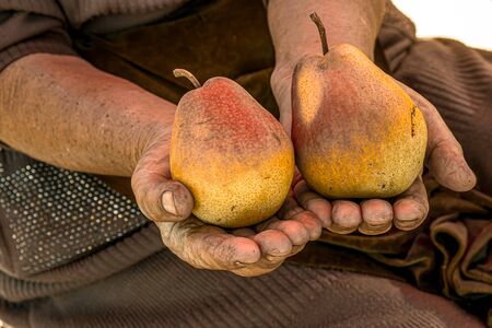 Ripe pears in the hands of a farmerの写真素材