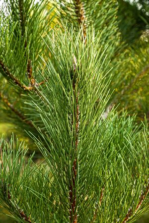 Coniferous branches as a background close-upの写真素材
