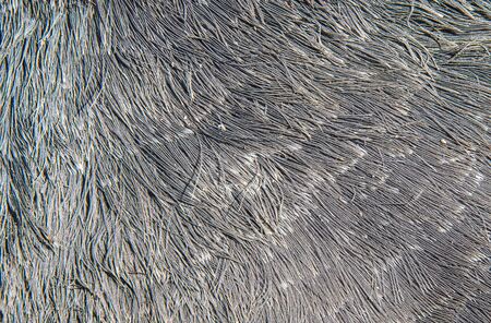Feather of a coot bird as background
