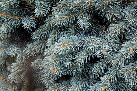 Coniferous branches as a background close-upの写真素材