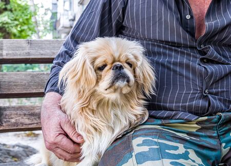 Pekingese dog on a bench with the owner. Close-up.の写真素材