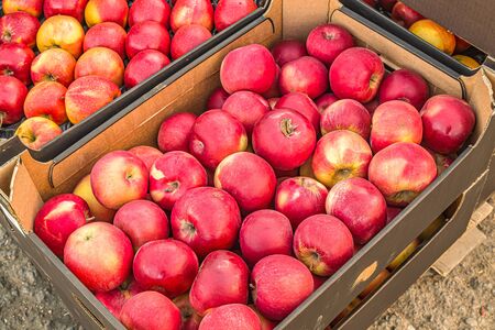 Harvest apples on the market in a boxの写真素材