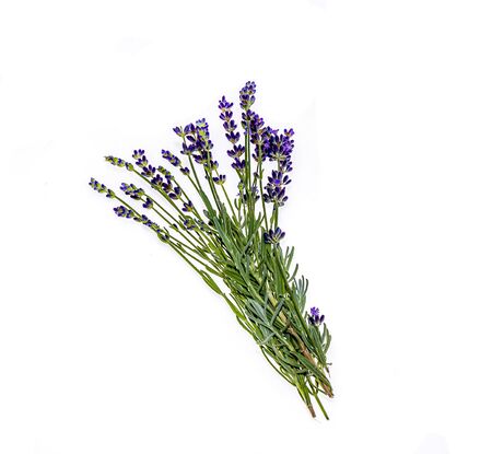 Bouquet of lavender plants on a white backgroundの写真素材