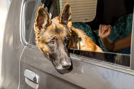 German shepherd dogs in a carの写真素材
