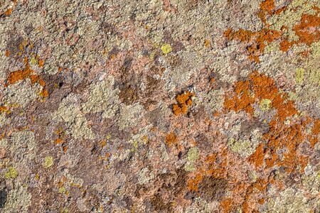 Stone covered with dry moss and lichen close-up as a backgroundの写真素材