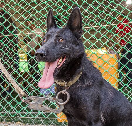 Black puppy dog German shepherdの写真素材