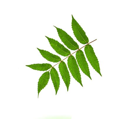 Green sprig plant isolated on white background.Selective focus.の写真素材