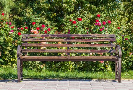 Old bench in the park in green thickets.Selective focus.の写真素材