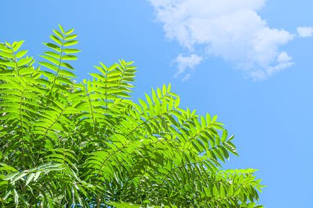 Bright green leaves of a tree against the sky with cloudsの写真素材