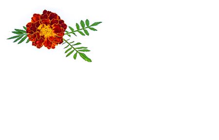 Bright autumn marigolds on a white background with free space for textの写真素材