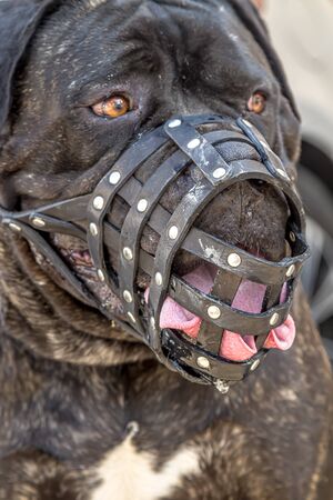 Dog breed Cane Corso large portraitの写真素材