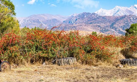 Small wild red cotoneaster berries in natureの写真素材
