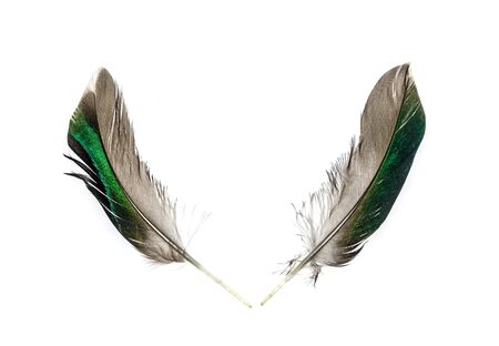 Gray feather bird duck on a white backgroundの写真素材