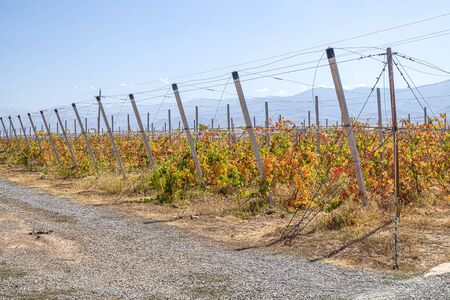 Vineyard in the fall against the backdrop of mountains and sky. Landscapeの写真素材
