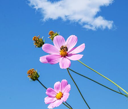 Bright cosmea flowers against the skyの写真素材