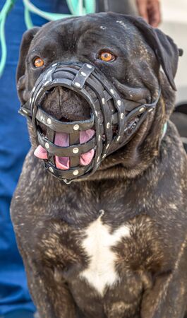 Dog breed Cane Corso large portraitの写真素材